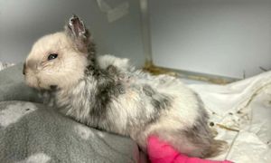 Poraniony i ledwo żywy. Ktoś skatował królika. Szukają oprawcy