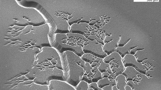 Oto przyszłość transplantologii - narządy z drukarki 3D 1
