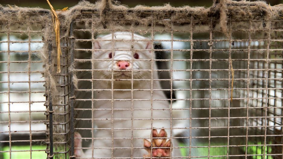 Koronawirus wśród norek