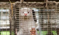 Koronawirus wśród norek: zarazić mogą się ludzie. Oprócz tego ryzyko mutacji