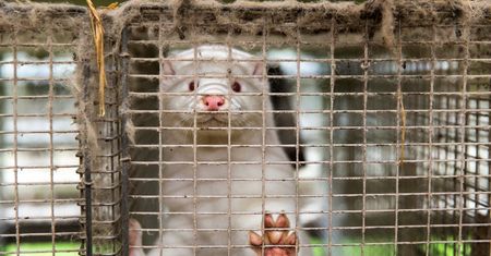 Koronawirus wśród norek: zarazić mogą się ludzie. Oprócz tego ryzyko mutacji
