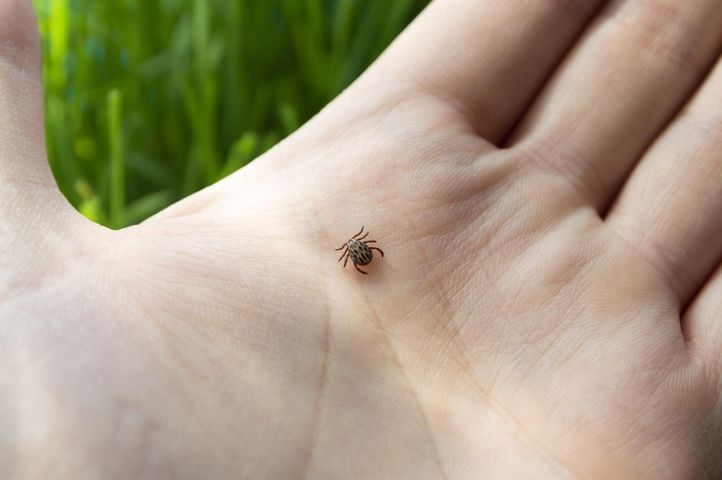 Kleszcze nienawidzą tego zapachu