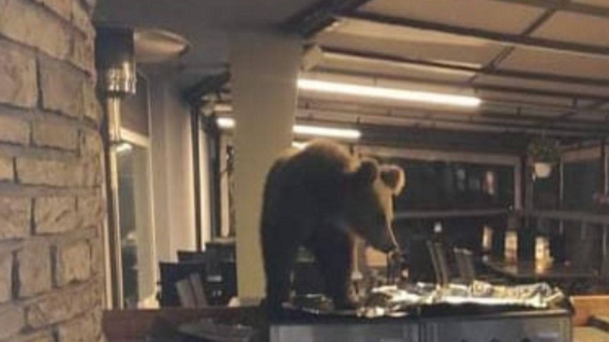 Niedźwiedź w hotelowej kuchni