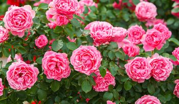 Róża w ogrodzie. Co zrobić, by królowa ogrodu lśniła zdrowiem?