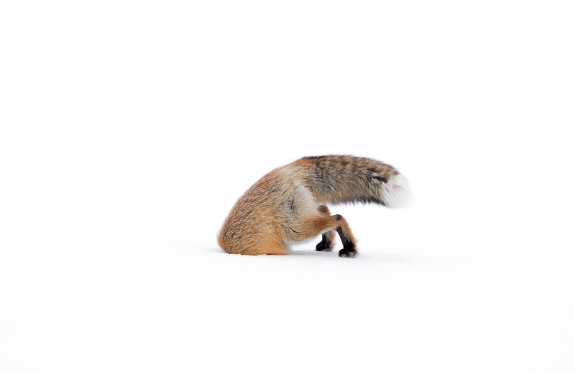 Wildlife Photographer of the Year 2017. Wygrało zdjęcie opowiadające historię zbrodni na nosorożcach 13