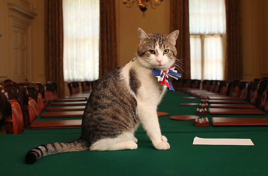 Larry the cat mieszka przy Downing Street od 16 lat.
