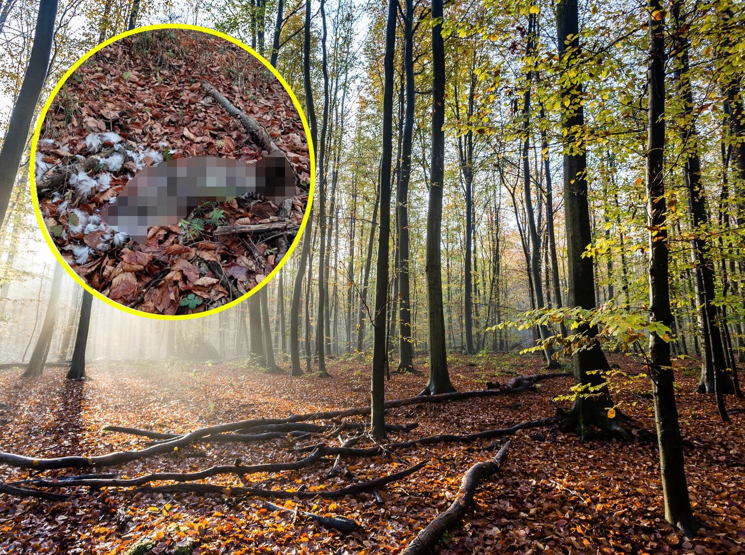 "Ostatnie sekundy życia". Leśnicy pokazali, jak okrutna bywa natura