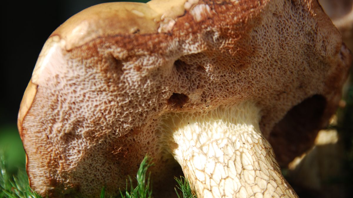 Goryczak żółciowy