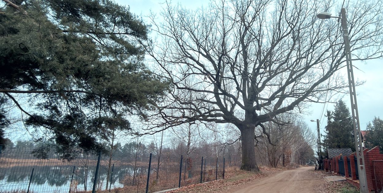 Pułtusk: Czy pomnikowe drzewo przetrwa kolejne lata? Tomografia wszystko wyjaśni!