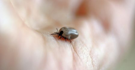 Tu jest najwięcej zakażonych kleszczy. Cztery województwa