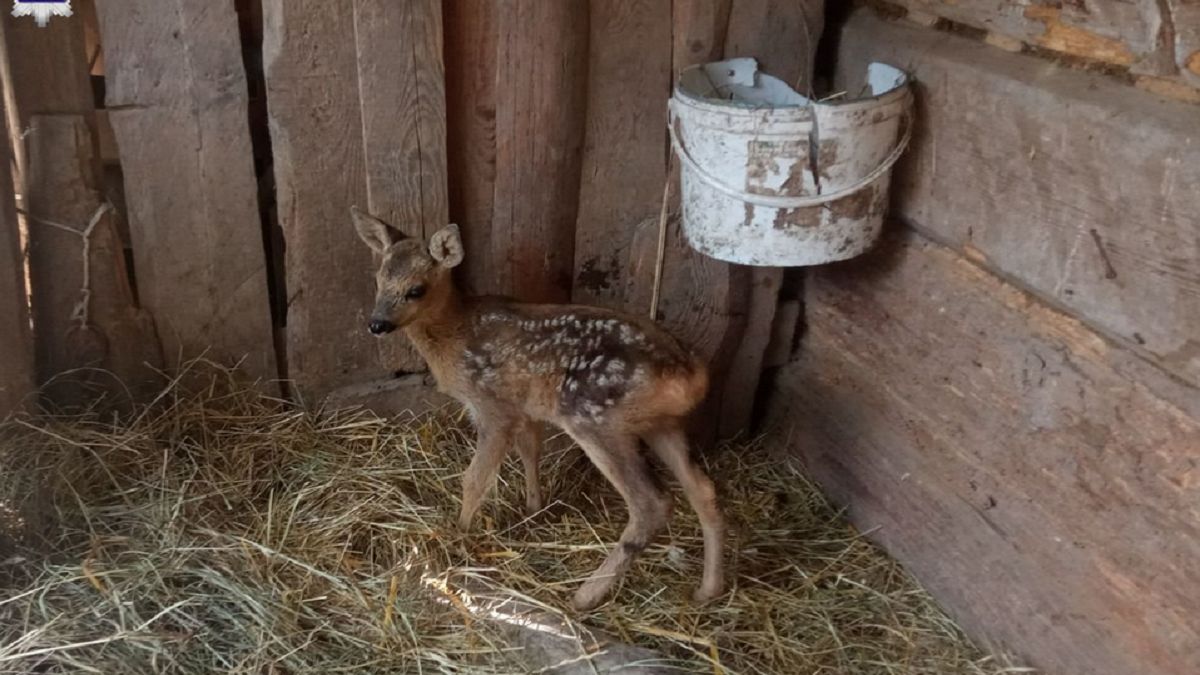 Zabrał do domu małą sarnę. Interweniowała policja. Nigdy tego nie rób!