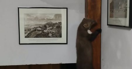 Kuna na podwórku przy ul. Kwiatka. Straż miejska interweniowała i wypuściła zwierzę na wolność