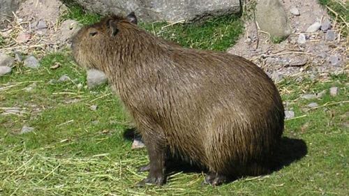 Safari w Skandynawii 1