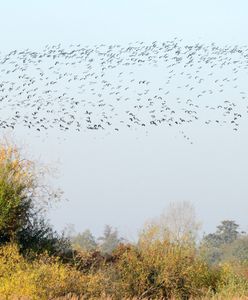 Do Polski dotrze wysoce zjadliwa grypa ptaków? "Tysiące zakażonych"