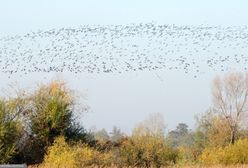 Do Polski dotrze wysoce zjadliwa grypa ptaków? "Tysiące zakażonych"