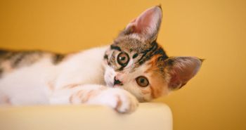 Interaktywna piłka na przysmaki. Koty ją uwielbiają