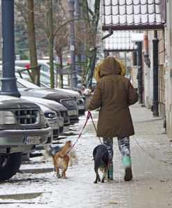 Nadchodzą zmiany dla właścicieli czworonogów. "Czas skończyć z fikcją"