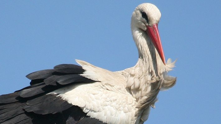 bocian z Niedźwiedzic