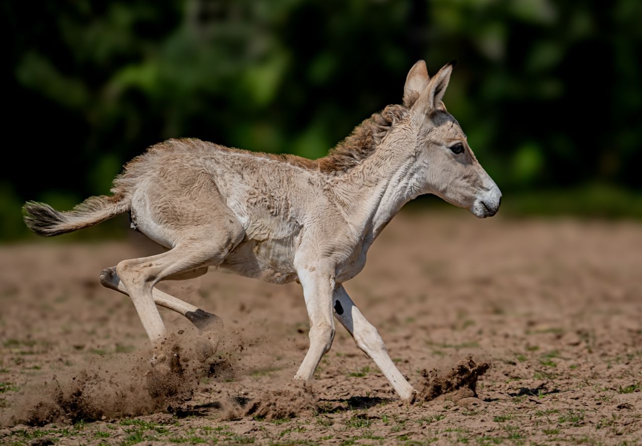 Persian onager's rare birth brings hope at Chester ZOO