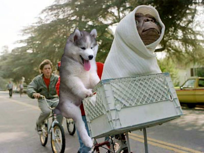 Ten Husky utknął na palmie. Komiczne zdjęcie rozpoczęło photoshopową bitwę 6