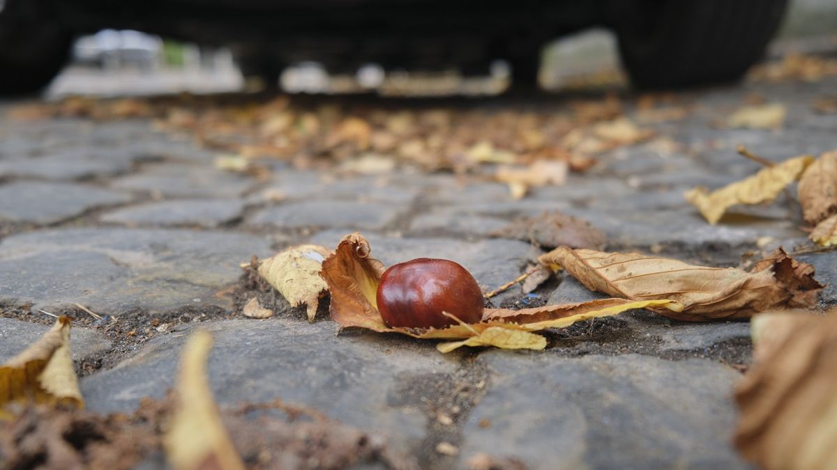 Spadające kasztany uszkadzają karoserie samochodów