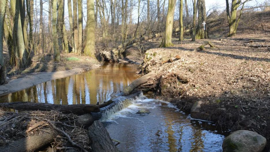Czy rzeka Srebrna może stać się rezerwatem?