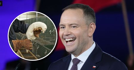 Zakaz hodowli zwierząt na futra na biurku prezydenta. Będzie weto? Są naciski