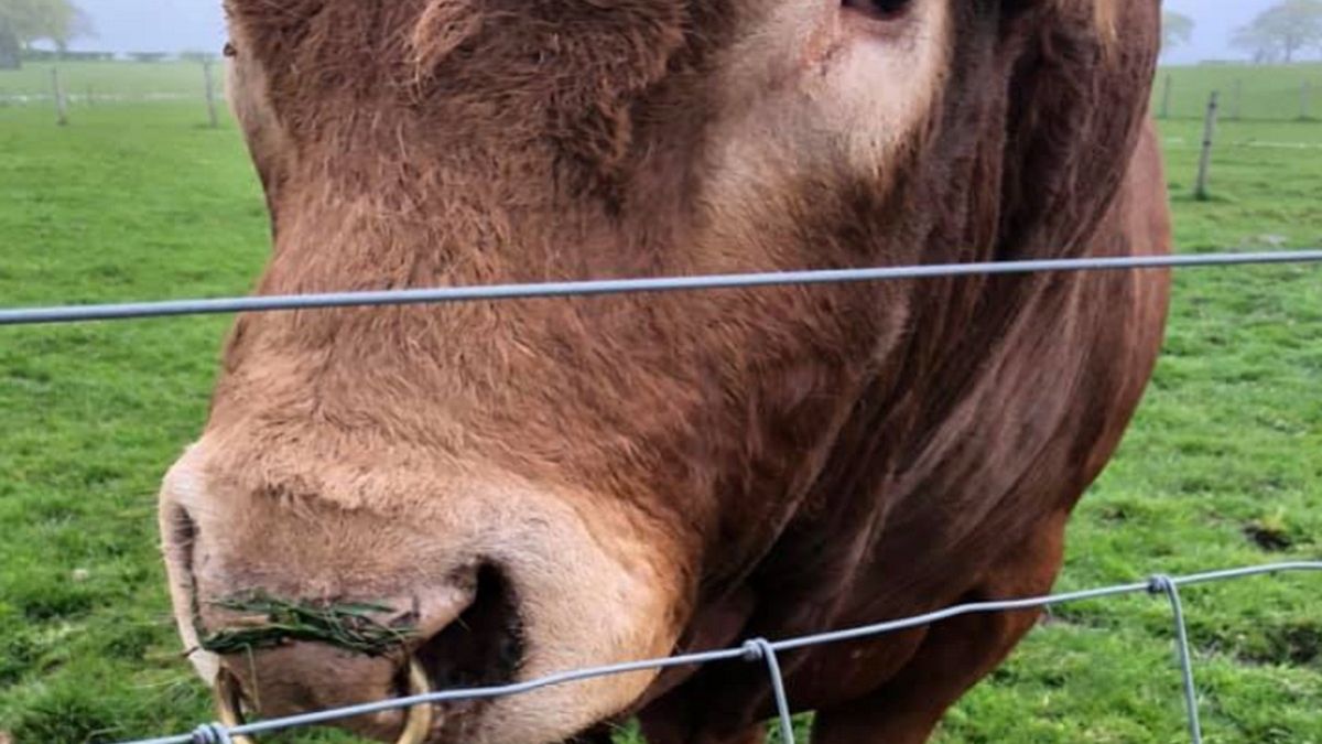 Właścicielka byka była zszokowana, że zwierzęciu udało się przeżyć