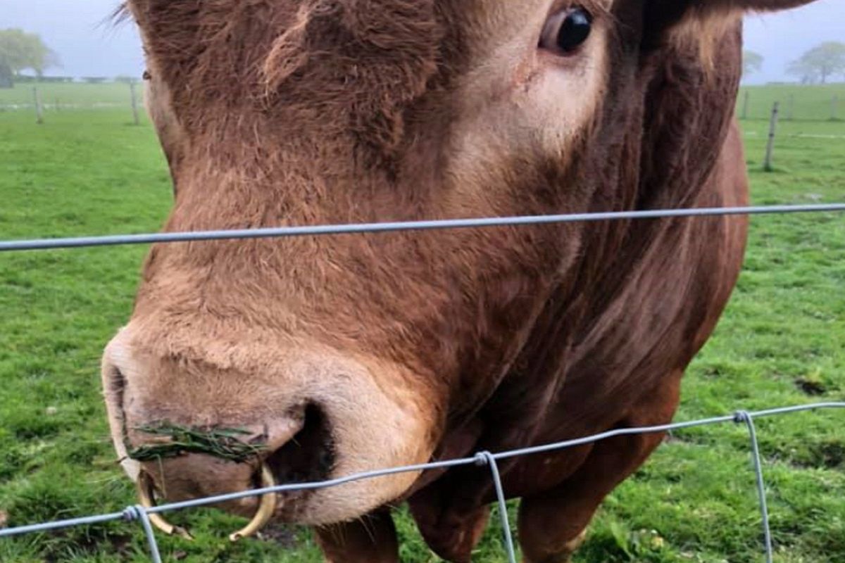 Właścicielka byka była zszokowana, że zwierzęciu udało się przeżyć
