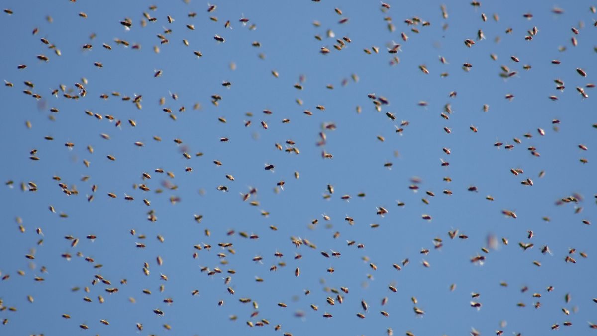 Ule spadły z ciężarówki. Wyleciało z nich pięć milionów pszczół 