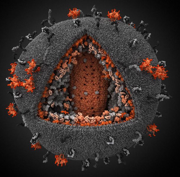 Uodporniono myszy na wirusa HIV. Kiedy to samo stanie się z ludźmi? 2