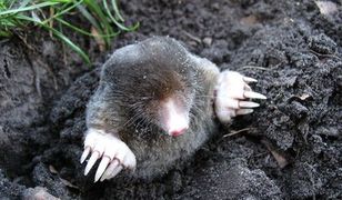 Krety pod ochroną. To nie zwykły szkodnik, którego można się bezkarnie pozbyć