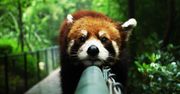 Mozilla z bezpieczeństwem się nie śpieszy, z reklamami i owszem