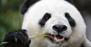 Panda testuje Global Protection 2015 – interfejs Modern, nowy silnik i ochrona plików osobistych