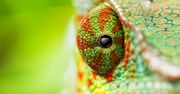 OpenSUSE 13.2 dostępne w wersji beta: system stał się łatwiejszy dla zielonych