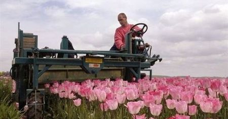 Polacy w Holandii nie są święci