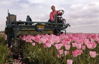 Polacy w Holandii nie są święci
