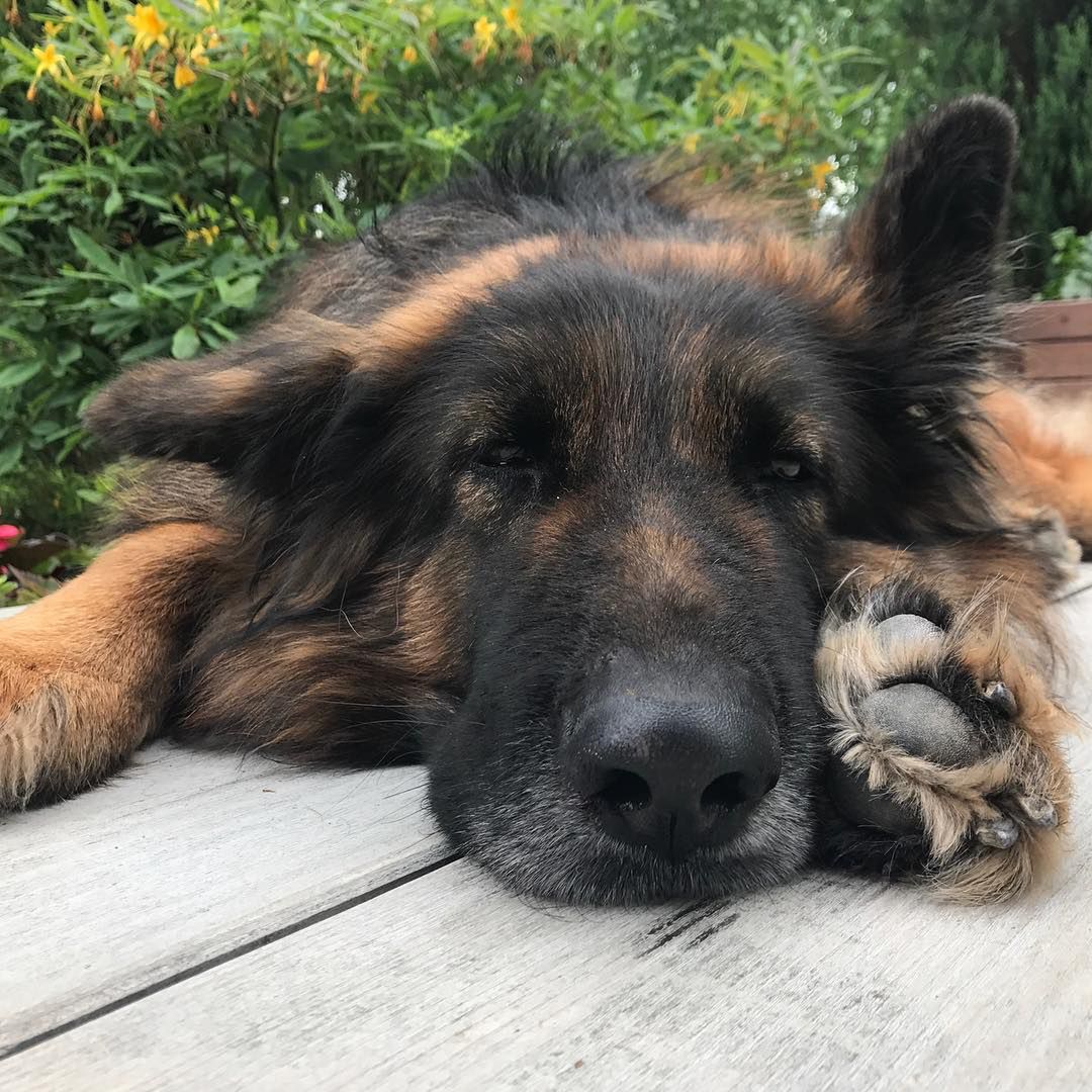 Pies Oli Kwaśniewskiej Falunia nie żyje