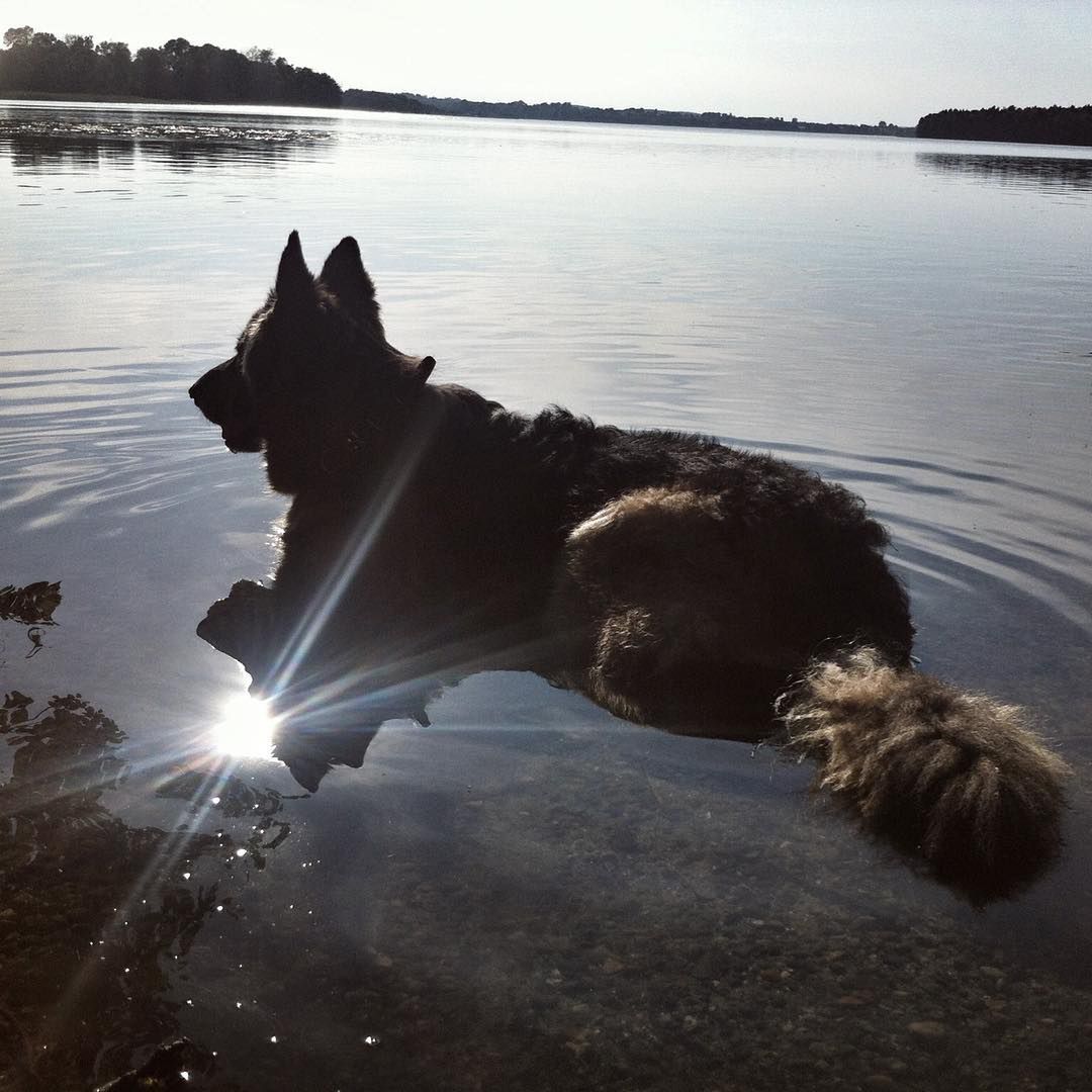 Pies Oli Kwaśniewskiej Falunia nie żyje