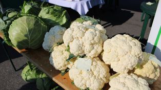 W sobotę 19. Dzień Nowalijki w Piątku. Gwiazdą imprezy zespół Skaner!