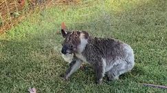 Koala potrzebuje się schłodzić. Nagranie rozczuliło internautów
