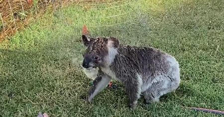 Koala potrzebuje się schłodzić. To nagranie rozczuliło internautów