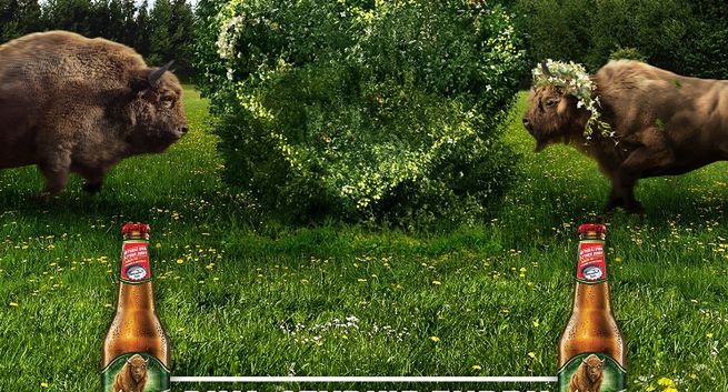 „Dwa szybkie Żubry mnożą się na wiosnę” w loterii piwa Żubr