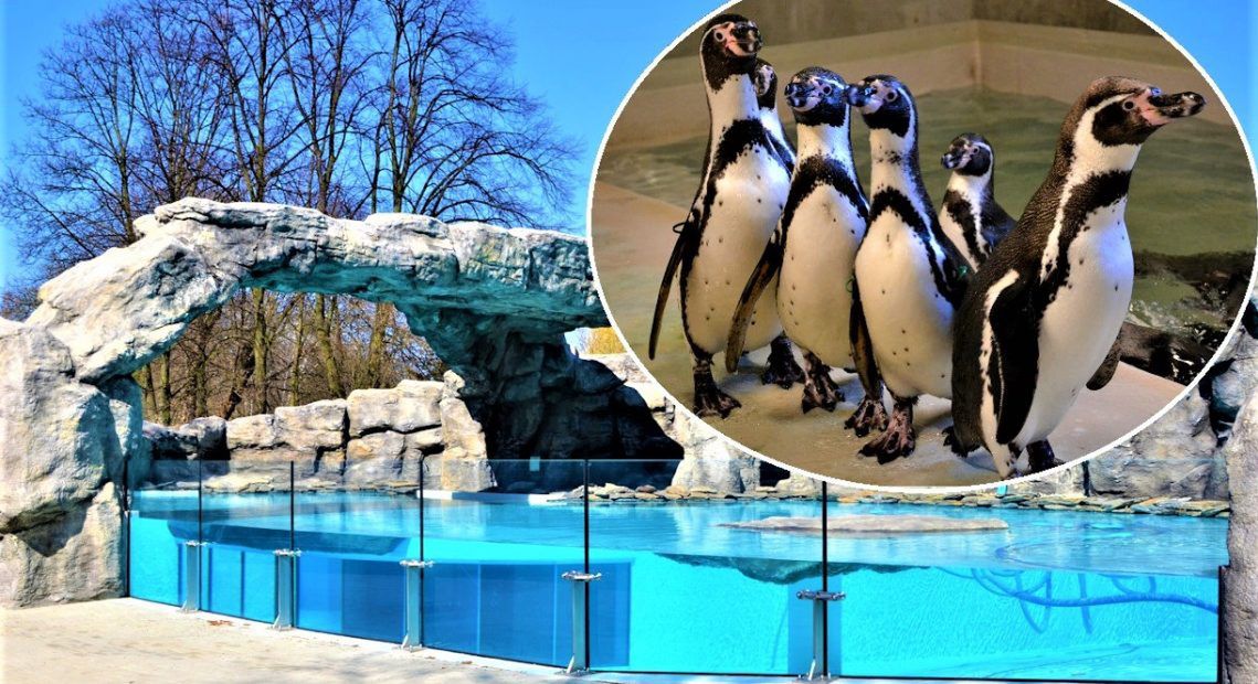 Pingwinom z chorzowskiego zoo jest już zimno