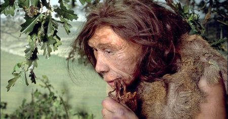Jednak dawniej nie jedliśmy owadów? Analiza zębów wyjawiła prawdę