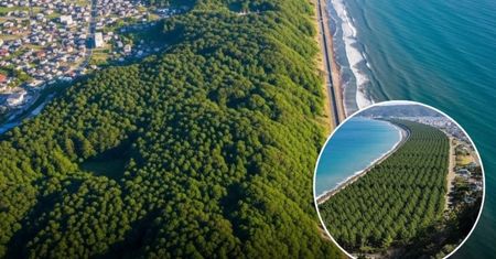 Wielki mur z milionami drzew ma zatrzymać tsunami. Unikatowy projekt