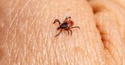 Borelioza w powiecie bytowskim. Jak się chronić i co robić po ukąszeniu kleszcza?