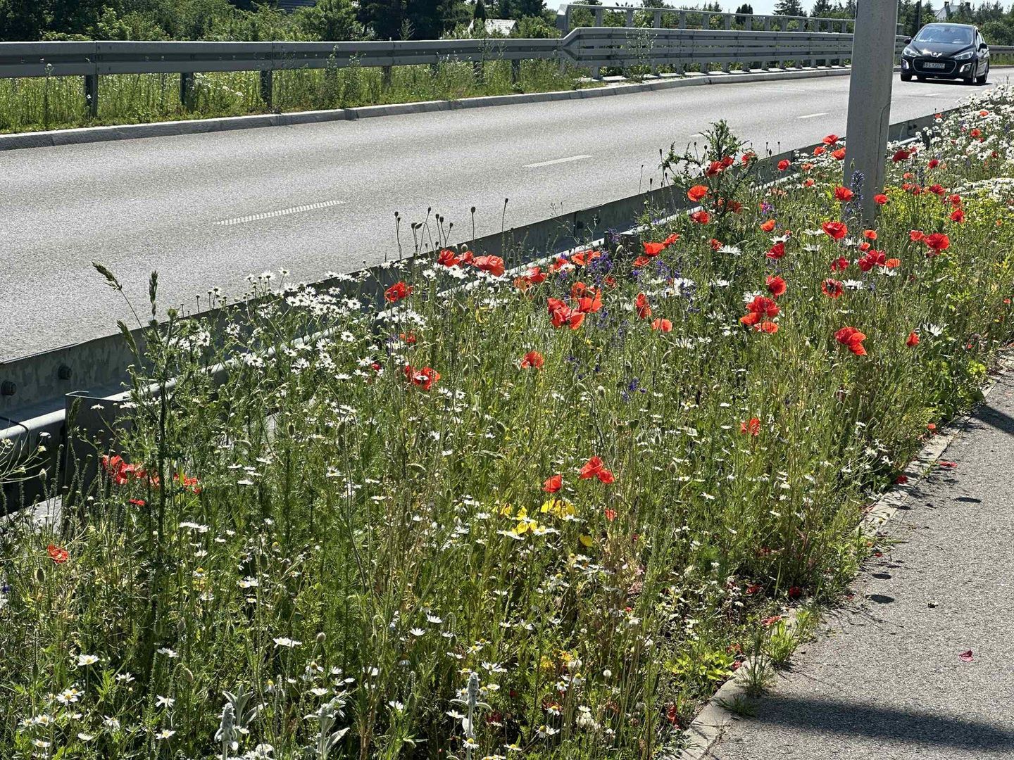 Alicja Klucznik już drugi sezon dba o łąkę kwietną przy Trasie Wschodniej w Suwałkach
