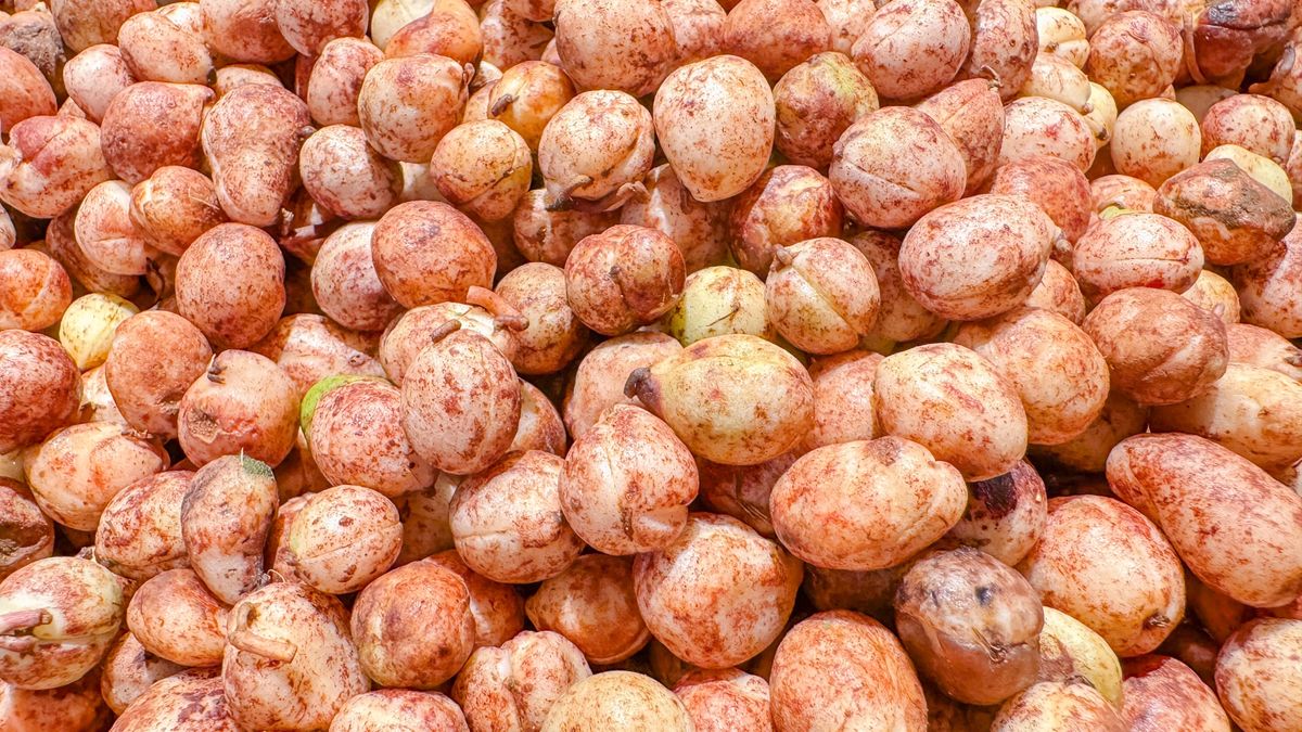 Orzechy bambara są źródłem cennych składników odżywczych