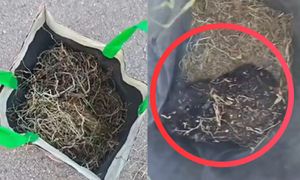 Znaleźli ją na dnie siatki. "Wyrzucona jak śmieć"
